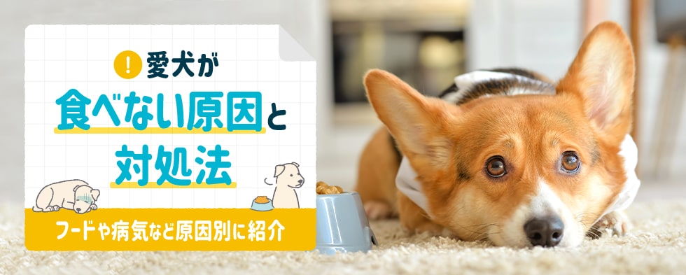 愛犬が食べない原因と対処法。フードや病気など原因別に紹介