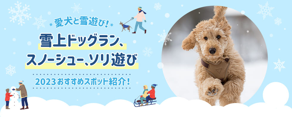 愛犬と雪遊び！雪上ドッグラン、スノーシュー、ソリ遊び｜2023おすすめスポット紹介！