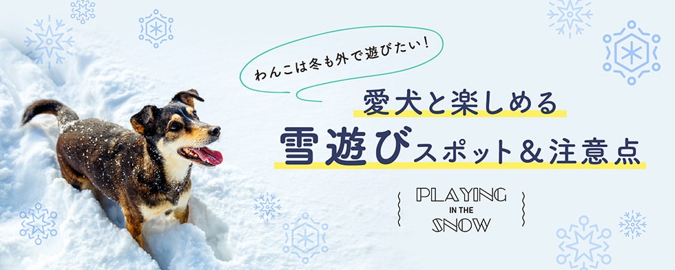 わんこは冬も外で遊びたい！ 愛犬と楽しめる雪遊びスポット＆注意点