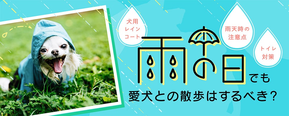 雨の日でも愛犬との散歩はするべき？