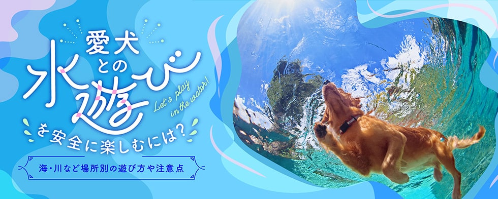 愛犬との水遊びを安全に楽しむには？海・川など場所別の遊び方や注意点
