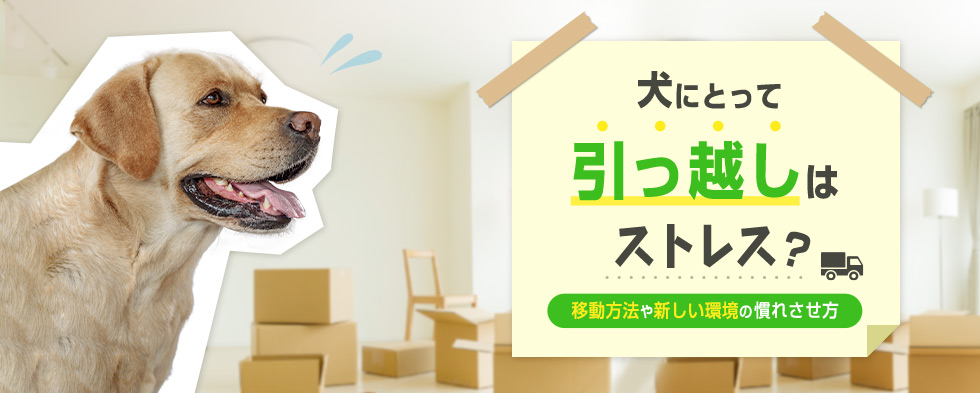 犬にとって引っ越しはストレス？ 移動方法や新しい環境の慣れさせ方