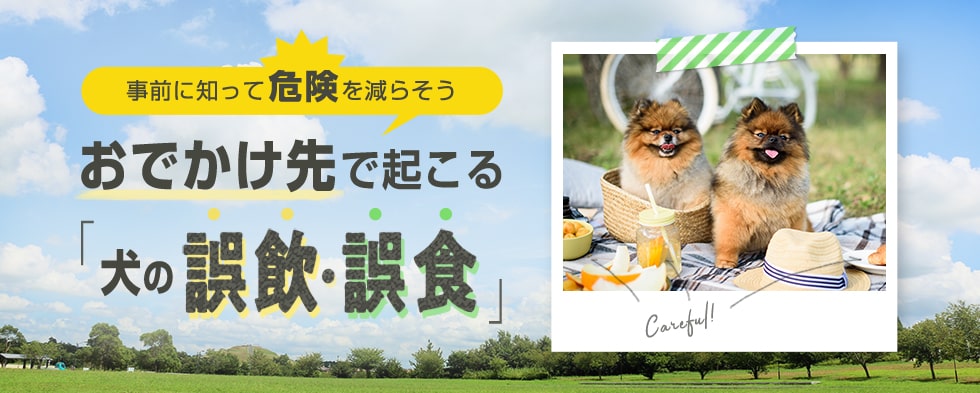 おでかけ先で起こる「犬の誤飲・誤食」事前に知って危険を減らそう