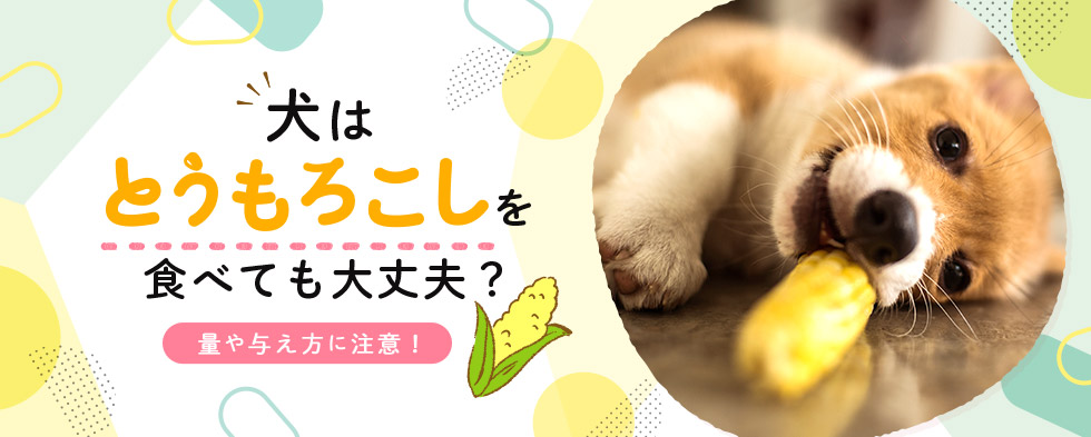 犬はとうもろこしを食べても大丈夫？量や与え方に注意！