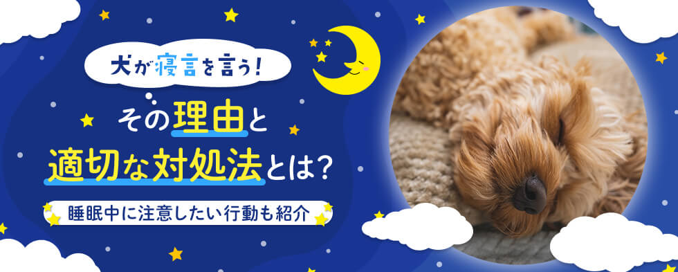 わんこと一緒に楽しいおでかけを Honda Dog