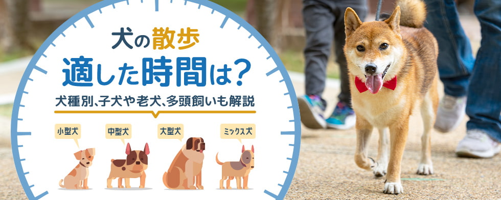 わんこと一緒に楽しいおでかけを Honda Dog