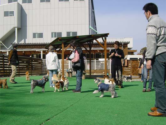 小さなわんこから大きなわんこまで安心して遊べる堺市のドッグラン