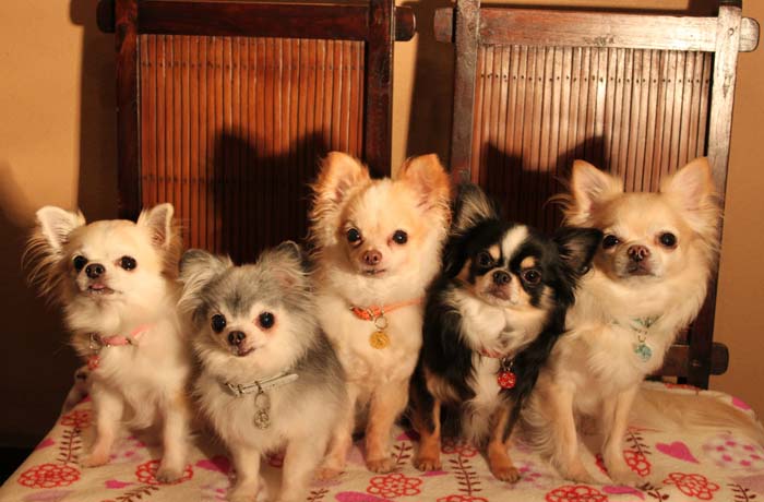 個性豊かな看板犬たちは、みんなの人気者！