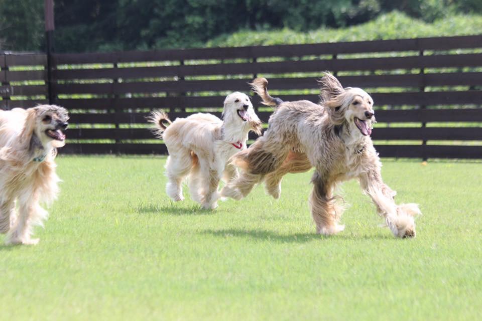 普段はリードに繋がれている愛犬がノーリードで思いっきり自由に走り回れます！