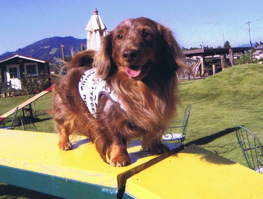 看板犬のトミーくん。