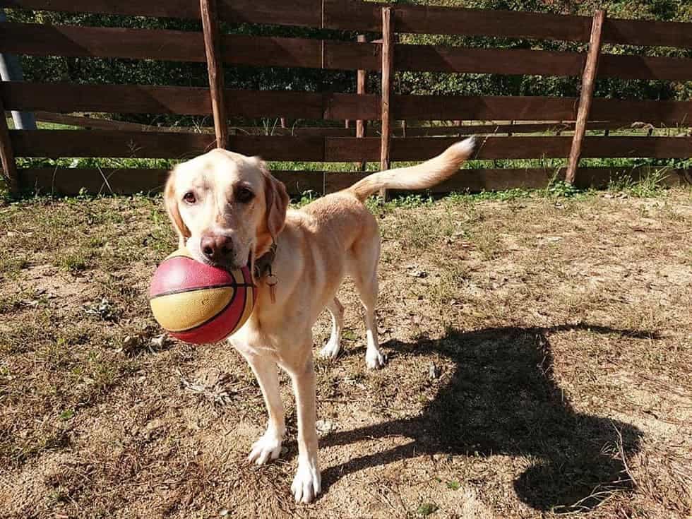 3頭の看板犬あん、めろん、じゃむたちも楽しそうに遊んでいます