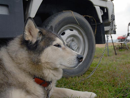 看板犬のちょろちゃん。毎日軽トラックに乗って登場します。