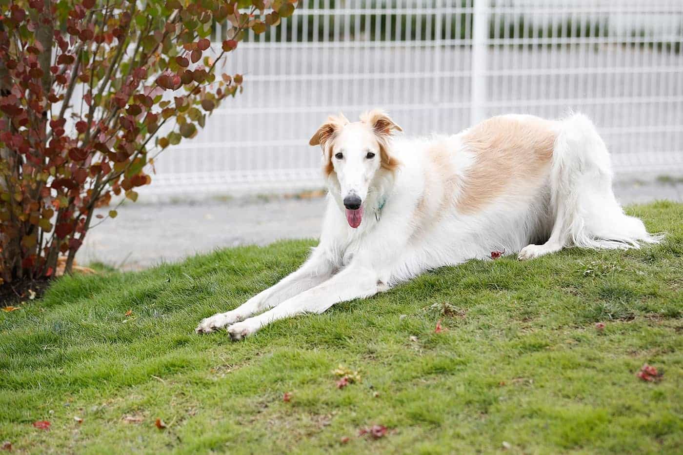 フィールド内にある小山でのんびり。看板犬のアンバーがゲストをお出迎えします