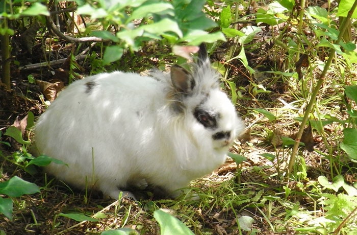 約1,000坪の敷地内には、山羊やうさぎ、鶏、アヒルを飼っているそうです。出会えるかな？
