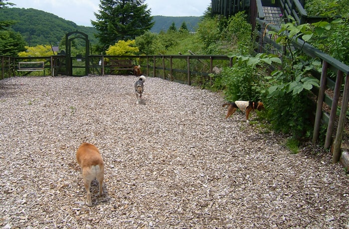 爽やかな風が心地よいドッグラン。