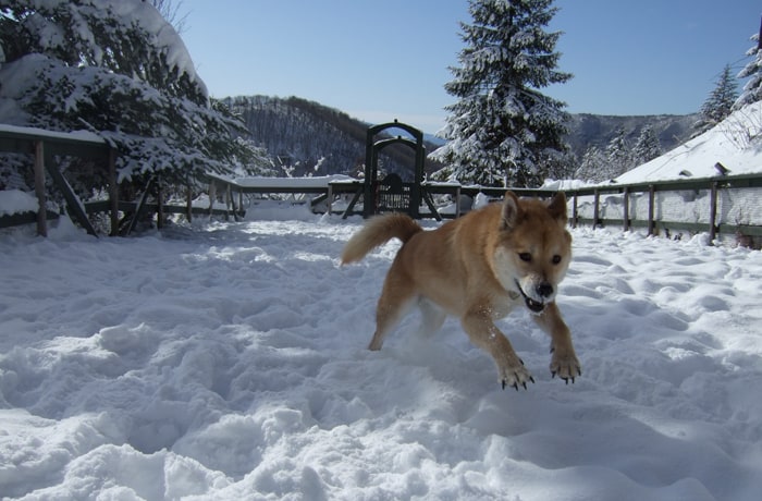 冬は、雪の中を走ろう！