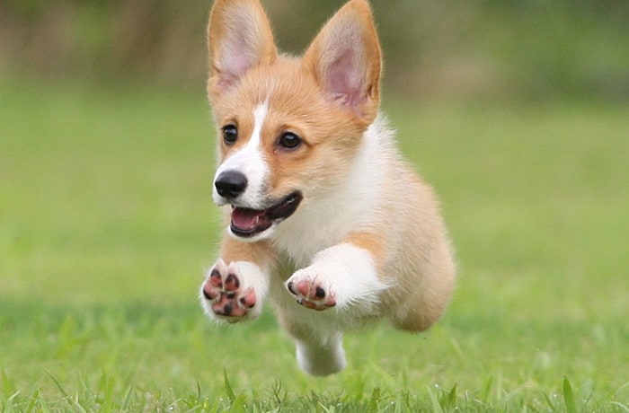 天然芝のドッグランで思いっきり走りまわるわんこ達。（画像は、看板犬スカイちゃん。83日目飛行）