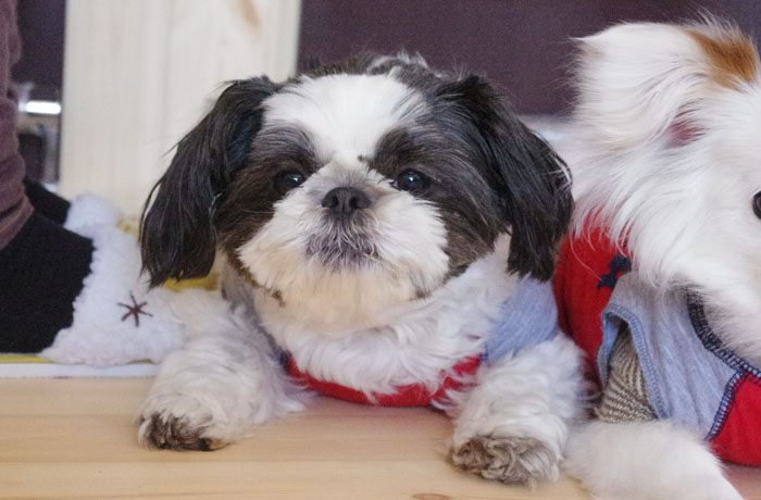 看板犬のシーズー、プリンちゃん