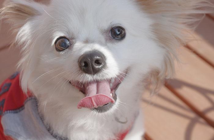 看板犬のパピヨン・チョコちゃん