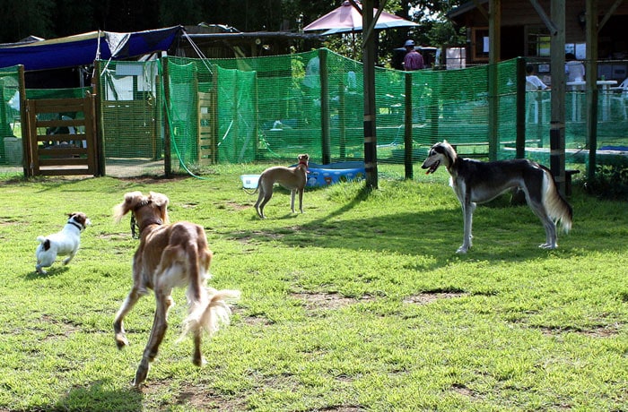 ドッグランは、わんこ同士、飼い主さん同士の交流の場。お友達をいっぱい作ろう！