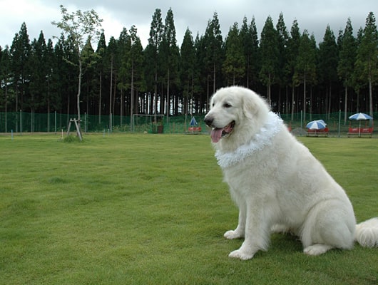 ひるがの高原 牧歌の里 ドッグラン 岐阜県 おでかけ情報 Honda Dog Honda