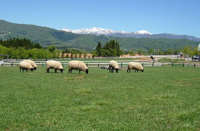 広い牧場には、羊や馬などが放牧されています。