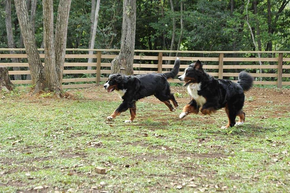 大型犬も思いきり走れるドッグラン