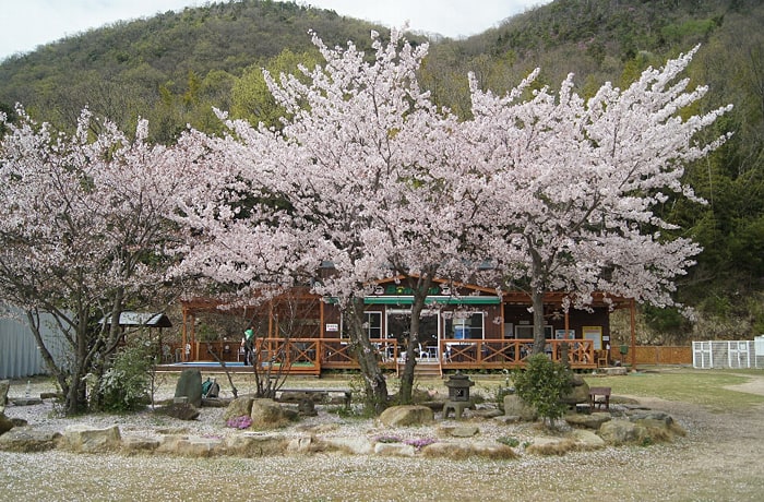 春には桜を見ながらランチ＆お茶ができますよ！