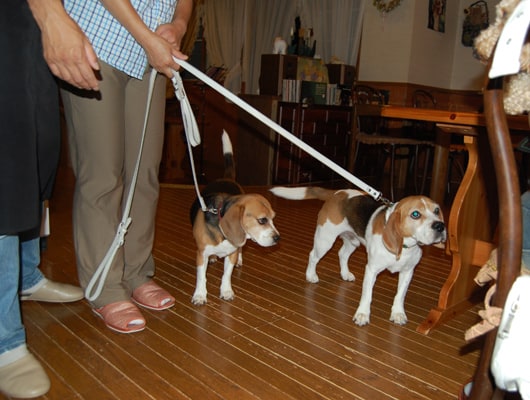 看板犬たち。ディナーの後、ごあいさつにきます。