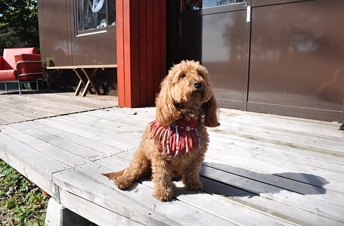 看板犬のロコちゃん。みんな、遊びに来てね！