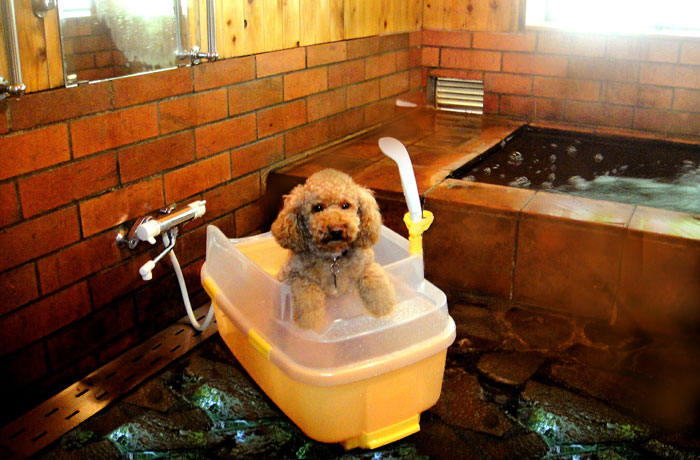 愛犬と一緒に、天然温泉に浸かって、疲れを一掃しよう！