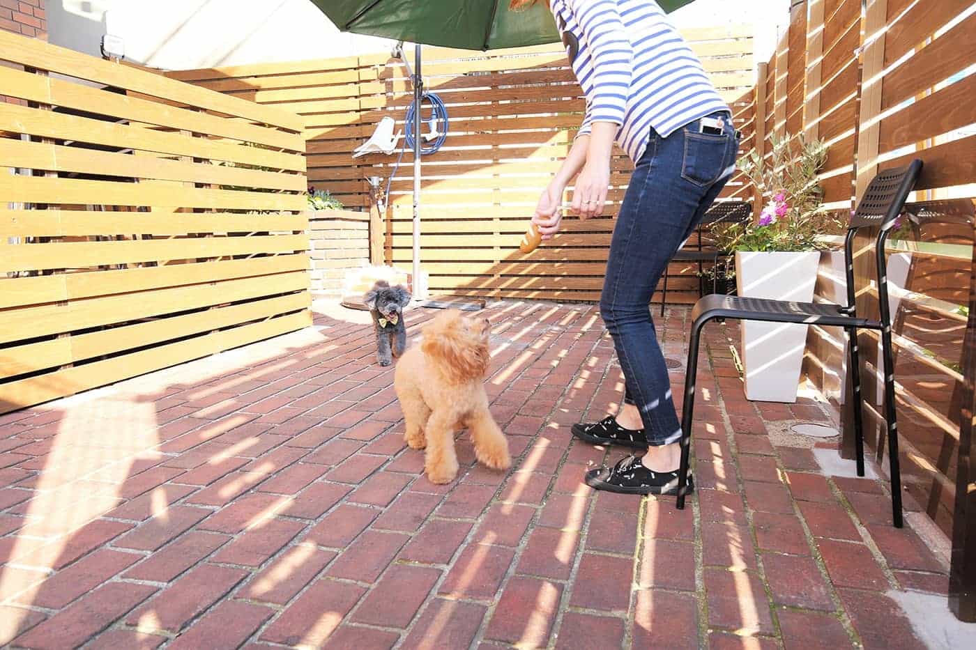 小型犬専用の屋外ドッグランも。わんこと一緒に心置きなく遊べます