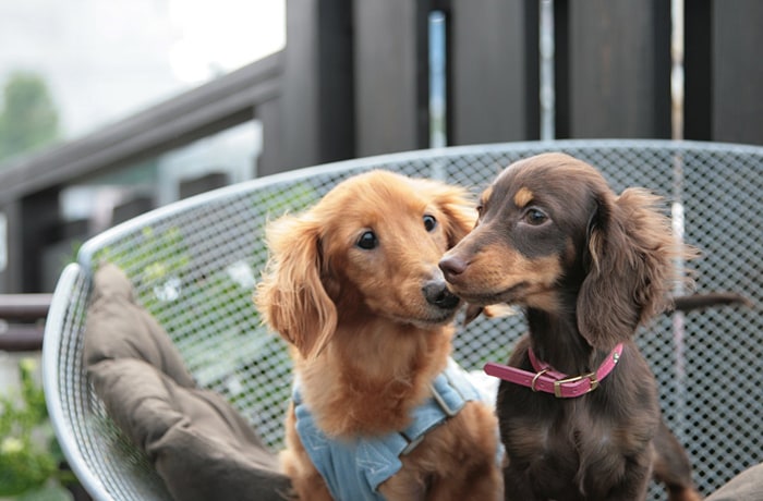 看板犬のAngeちゃんとあくびちゃん。「美味しい料理を食べに来てね！」