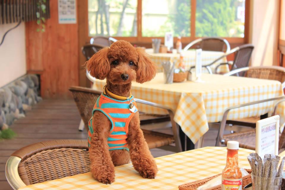 看板犬のオリーブもぽかぽかのテラス席がお気に入り！