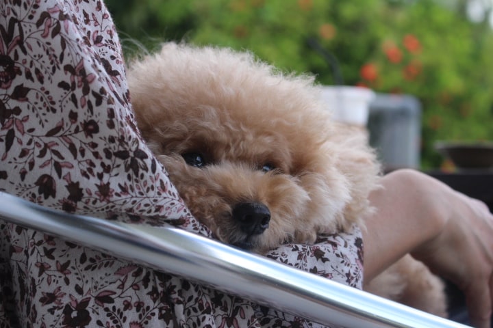 ワンちゃんとテラス席でゆっくりと過ごせます