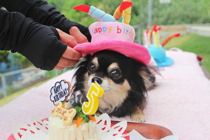 わんちゃんのお誕生日会も開いてます！