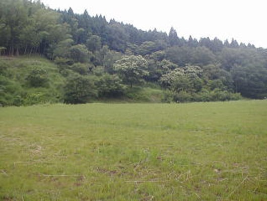 芝生のサイト。平坦な芝なので居心地もよさそう。