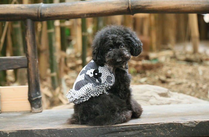 見返り美人の看板犬、ちゅちゅちゃん。