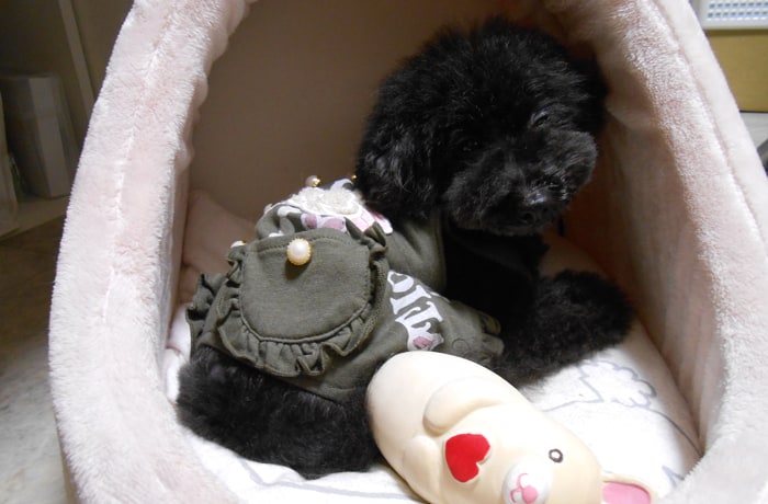 看板犬のちゅちゅちゃんは人懐っこく、抱っこが大好き！