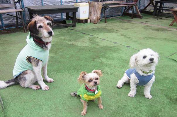 左からモモコ、りん、のあの看板犬3頭は愛嬌たっぷり