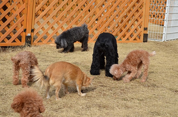 ドッグランで看板犬たちに会えるかも？