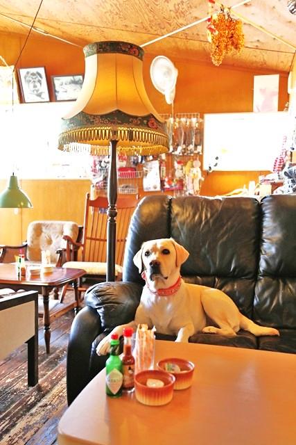 看板犬のみかんちゃんもお待ちしております！