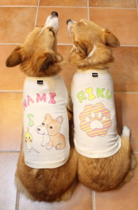 Tシャツは小型のわんこのみです。