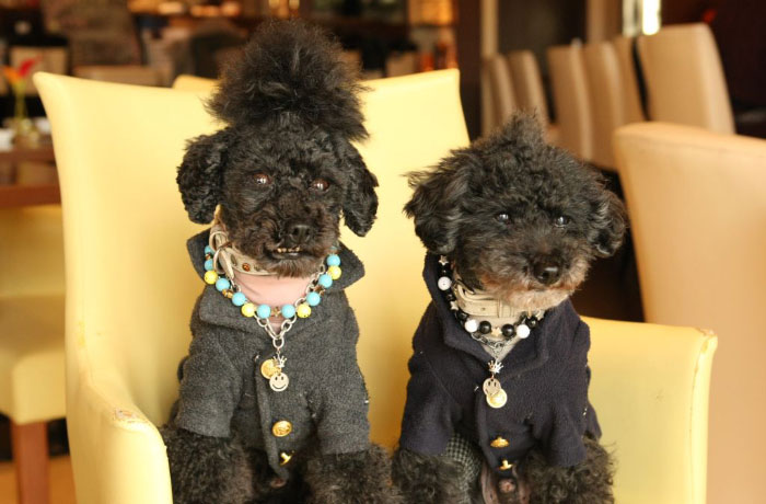 看板犬のしゅうくん＆ぴぃすくん。「皆様のお越しをお待ちしてます！」