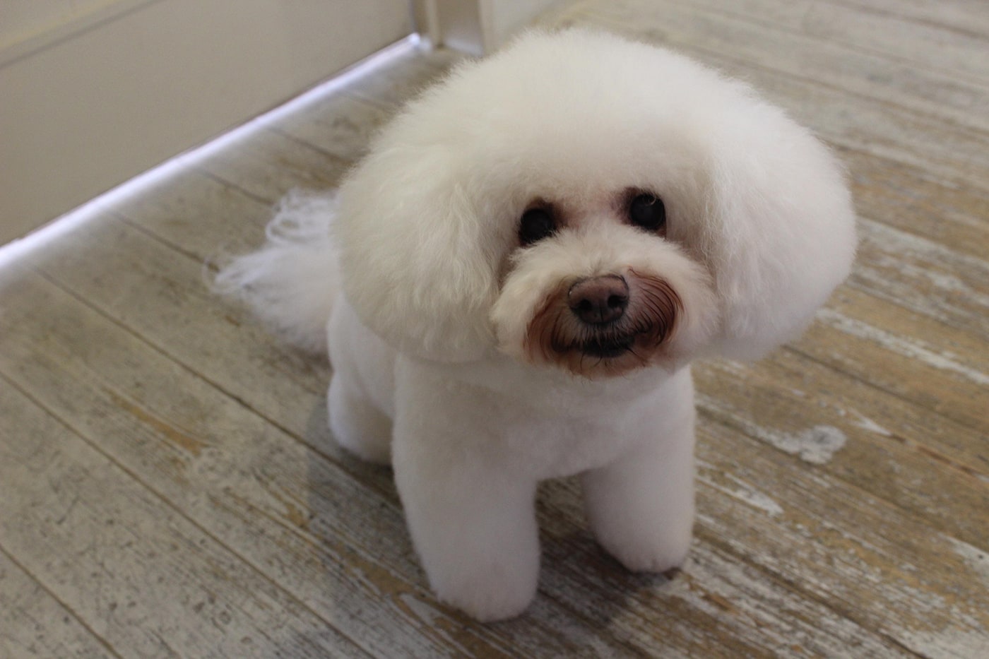 看板犬はビション・フリーゼの来実（くるみ）。愛らしい表情で出迎えてくれます