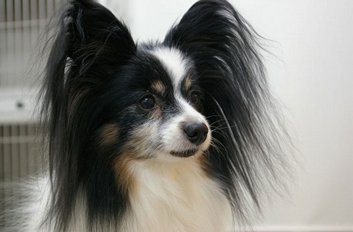 Dog Salon Le Coeur 東京都23区外 おでかけ情報 Honda Dog Honda Dog Salon Le Coeur 東京都23区外 おでかけ情報 Honda Dog Honda