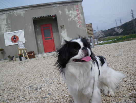 珈琲gou カフェ 愛知県 おでかけ情報 Honda Dog Honda