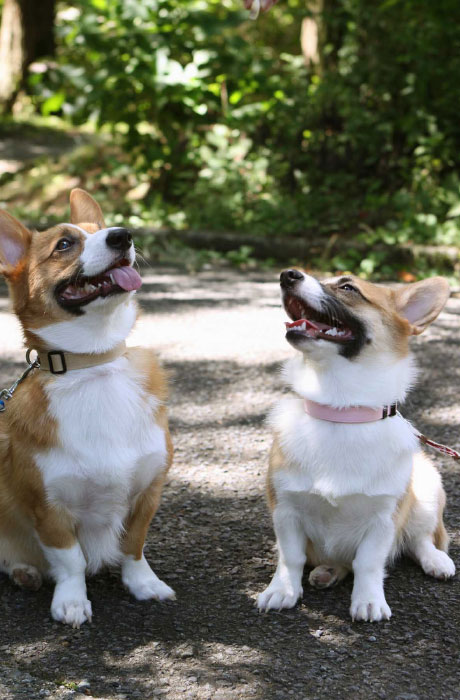 看板犬の北斗くんと愛子ちゃん。