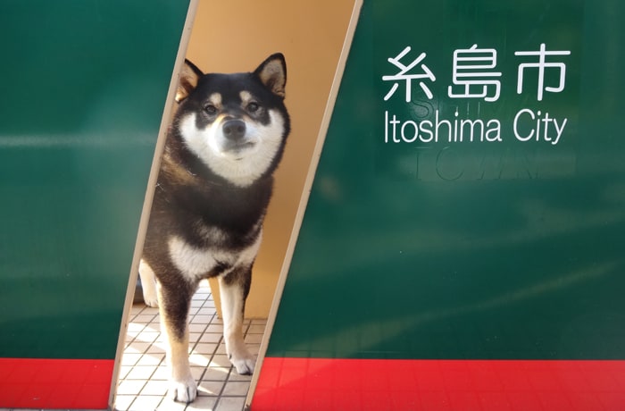 看板犬の凜太郎くんと幣の浜のモニュメント。イケメン犬ですね！