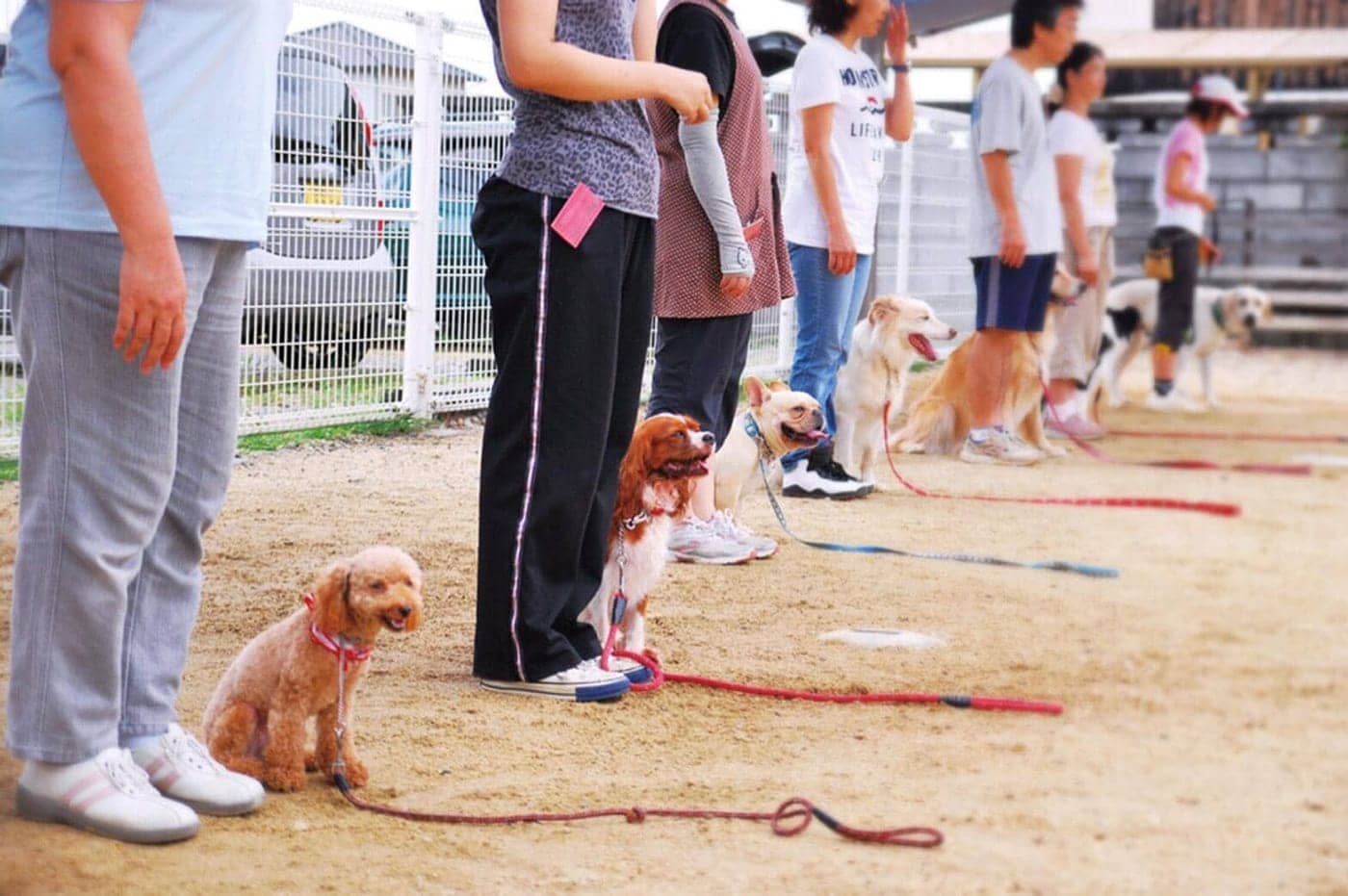 広い屋外ドッグランではK9クラブによるしつけ教室も開催